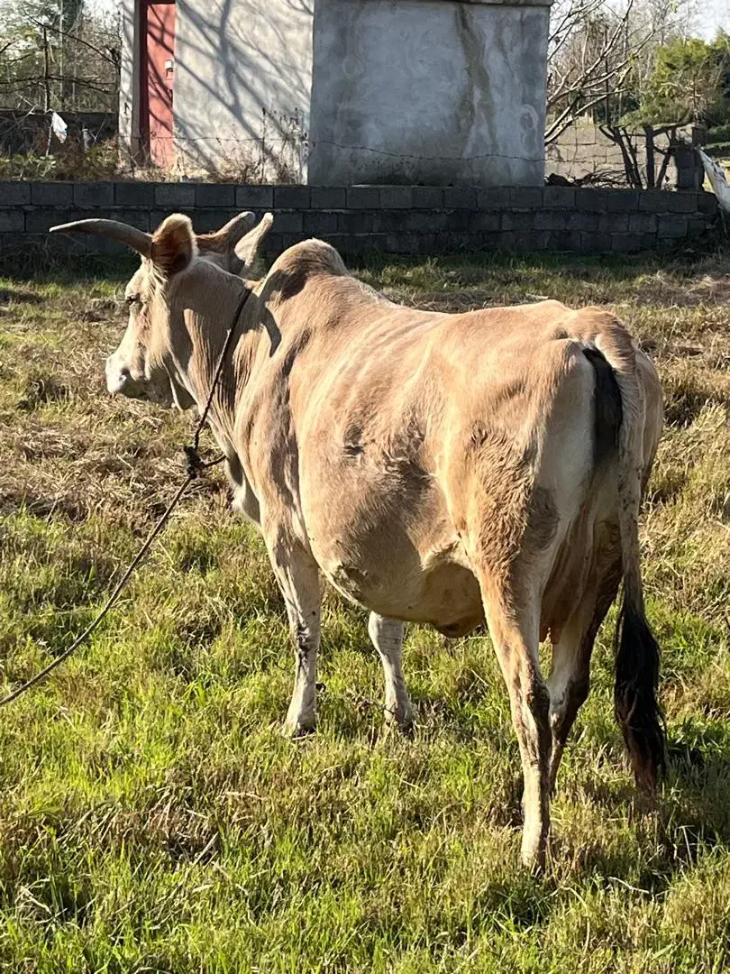 گاو دورگ همراه با گوساله نر|حیوانات مزرعه|رشت, منظریه|دیوار