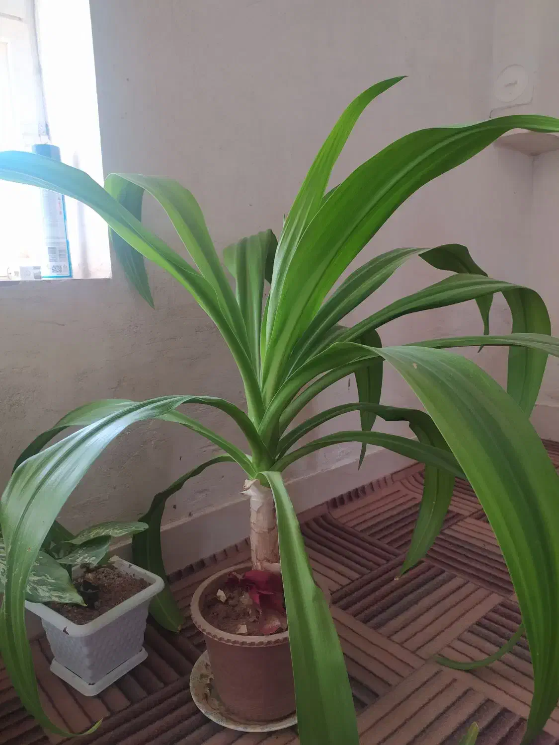 گل ذرتی 3ساله|گل و گیاه طبیعی|کوه چنار, |دیوار