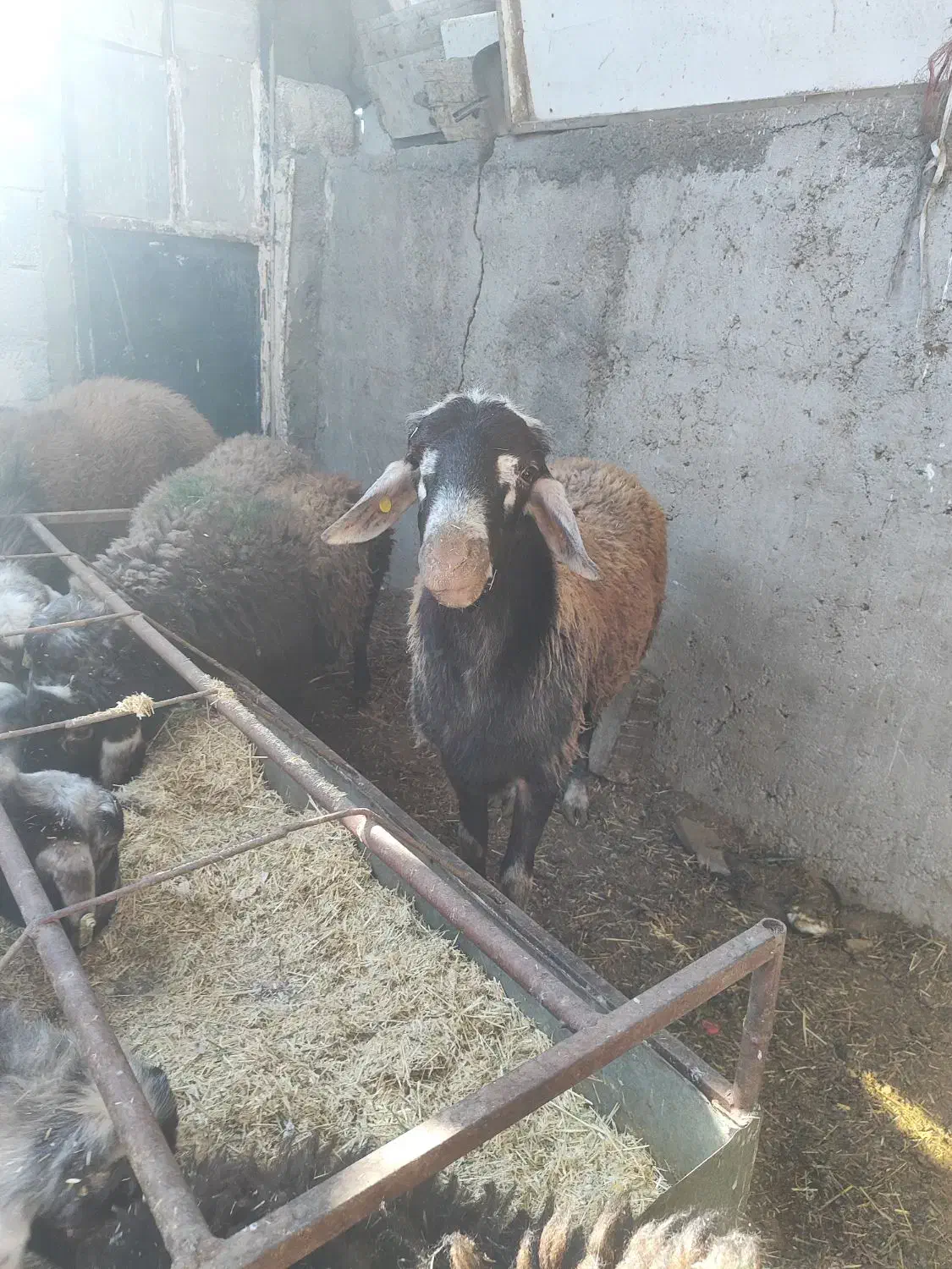گوسفند|حیوانات مزرعه|کهریزک, |دیوار