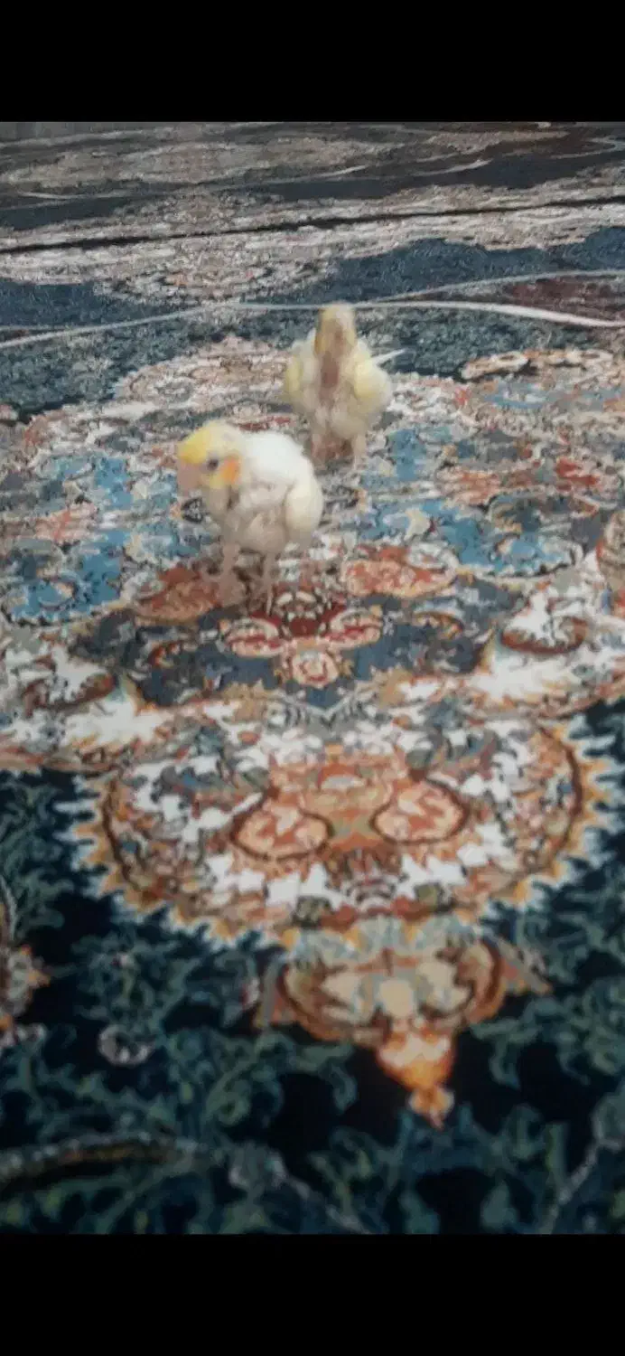 جوجه عروس هلندی|پرنده|رباط‌کریم, شترخوار|دیوار