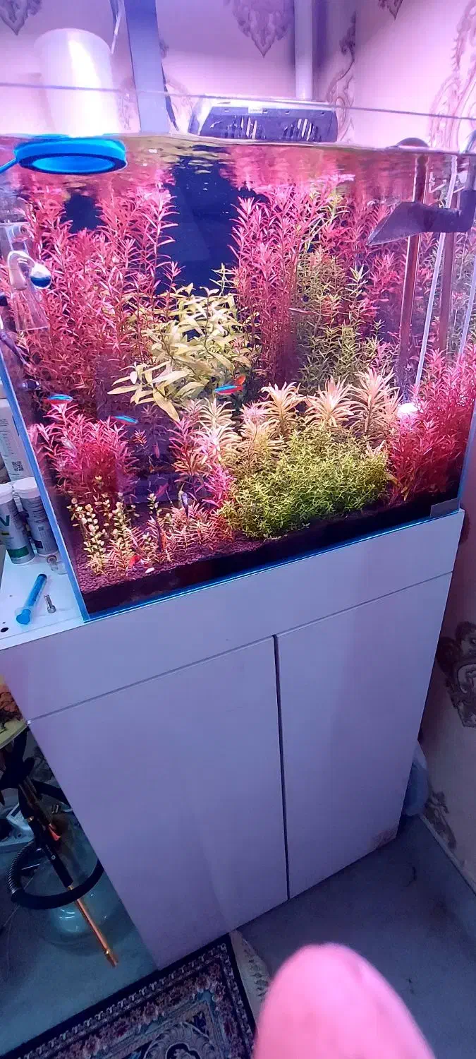 اکواریوم ریملس|ماهی|ری, ظهیرآباد|دیوار