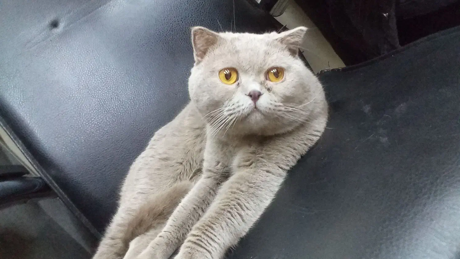 گربه اسکاتیش|گربه|شهریار, ابراهیم‌آباد|دیوار