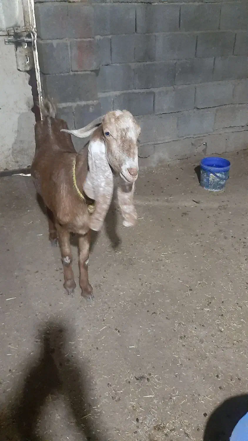 بز پاکستانی باردار|حیوانات مزرعه|بندر ماهشهر, |دیوار