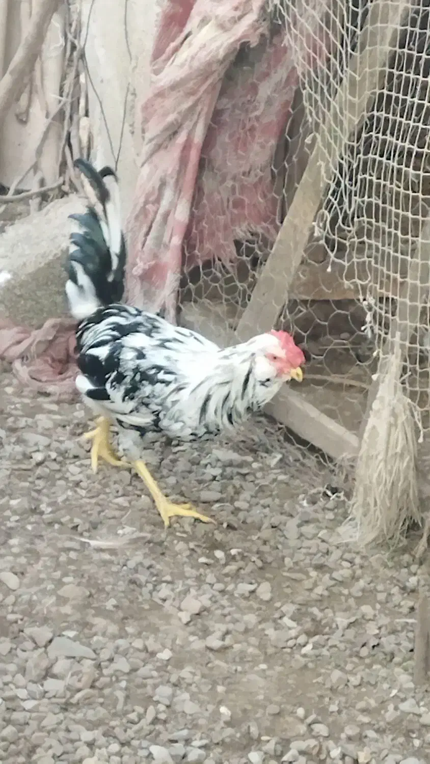 سه تا خروس گلین لری بالغ|حیوانات مزرعه|رضوانشهر, |دیوار