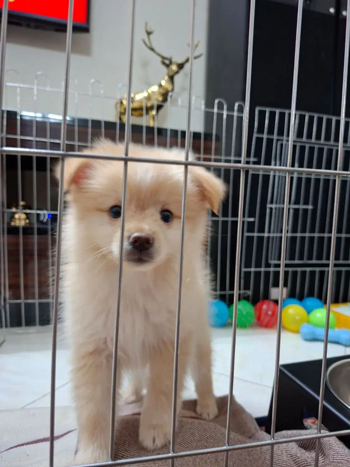 پامر ۳ ماهه|سگ|تهران, زمزم|دیوار