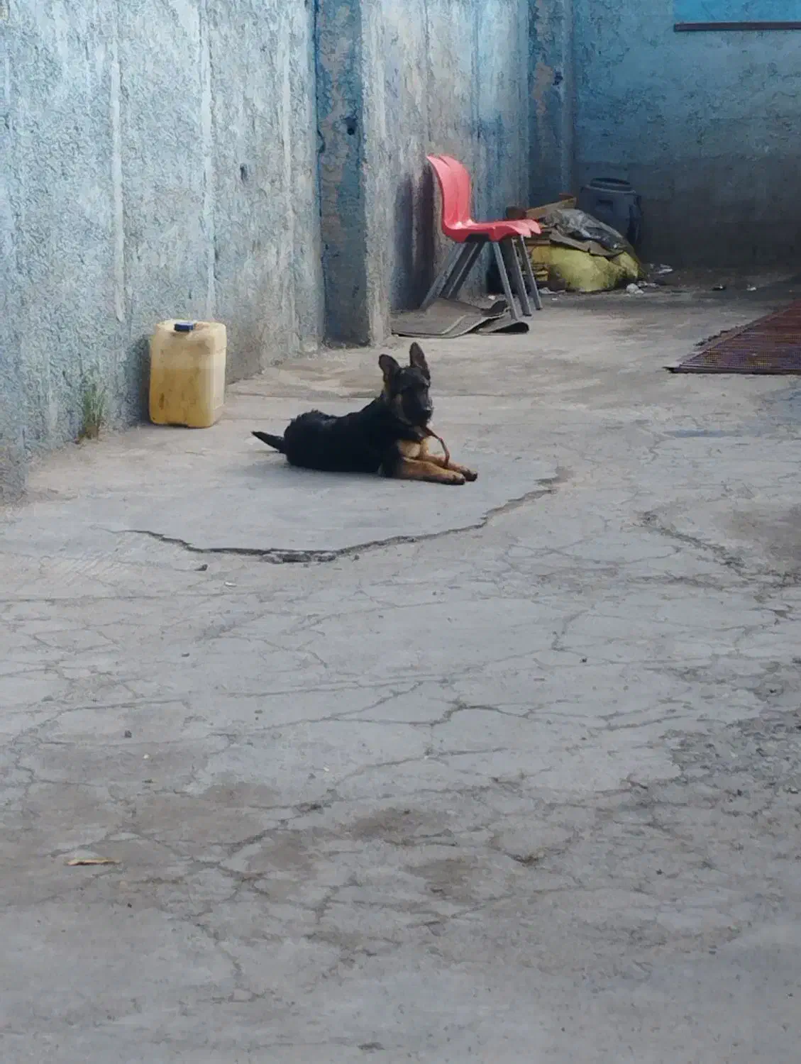 سگ ژرمن  نگهبان ماده|سگ|شاهدشهر, |دیوار