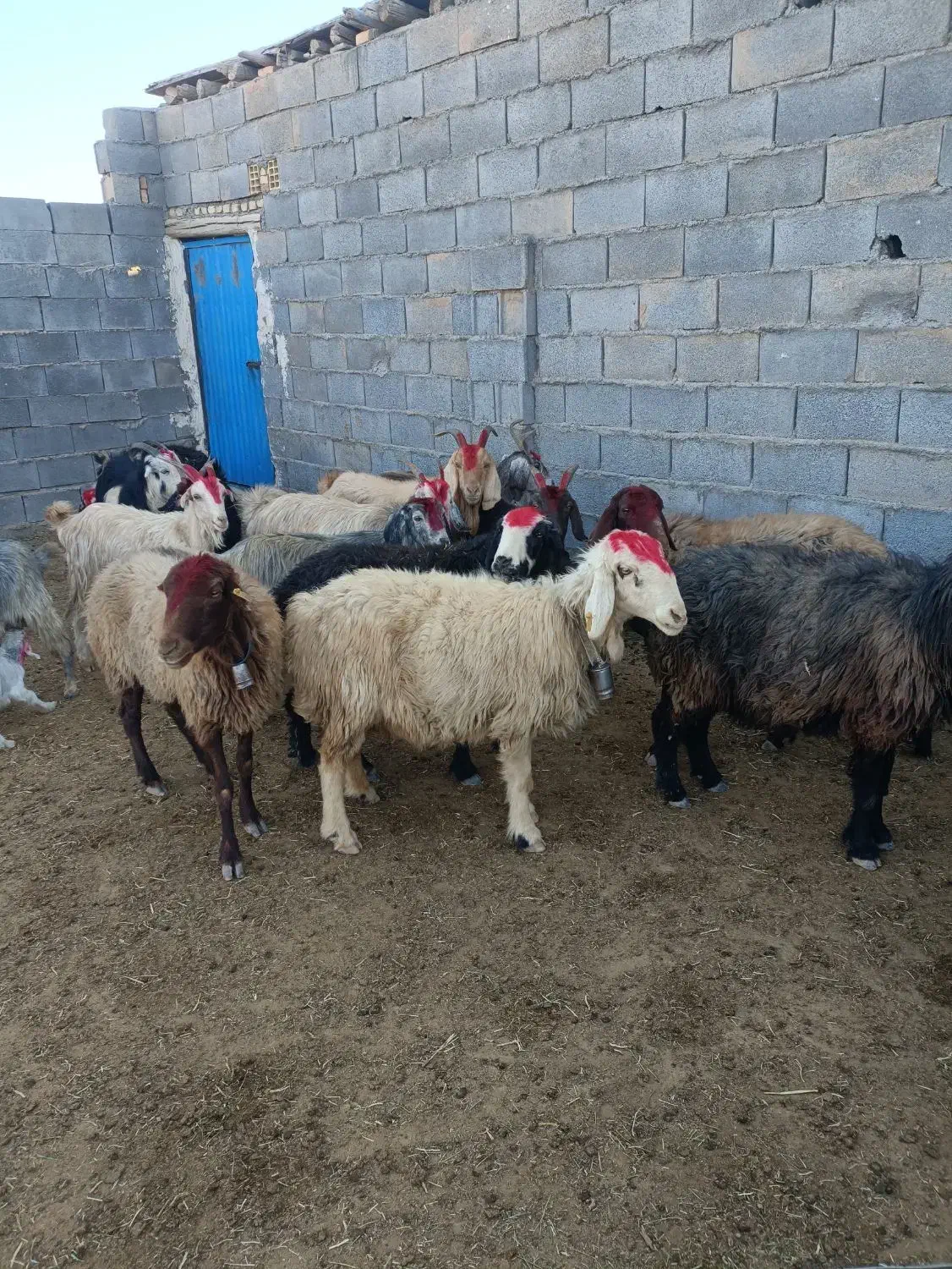 میش زیر قیمت بازار فروشی|حیوانات مزرعه|شهرضا, |دیوار