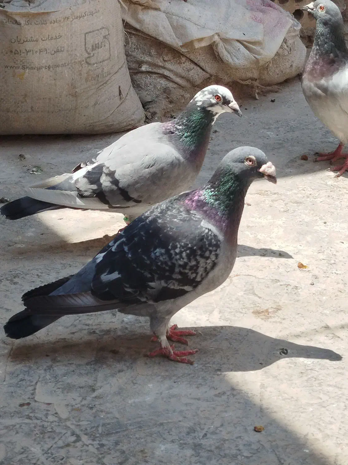 نروماده ضمانتی|پرنده|مشهد, شهید علی محمدی|دیوار