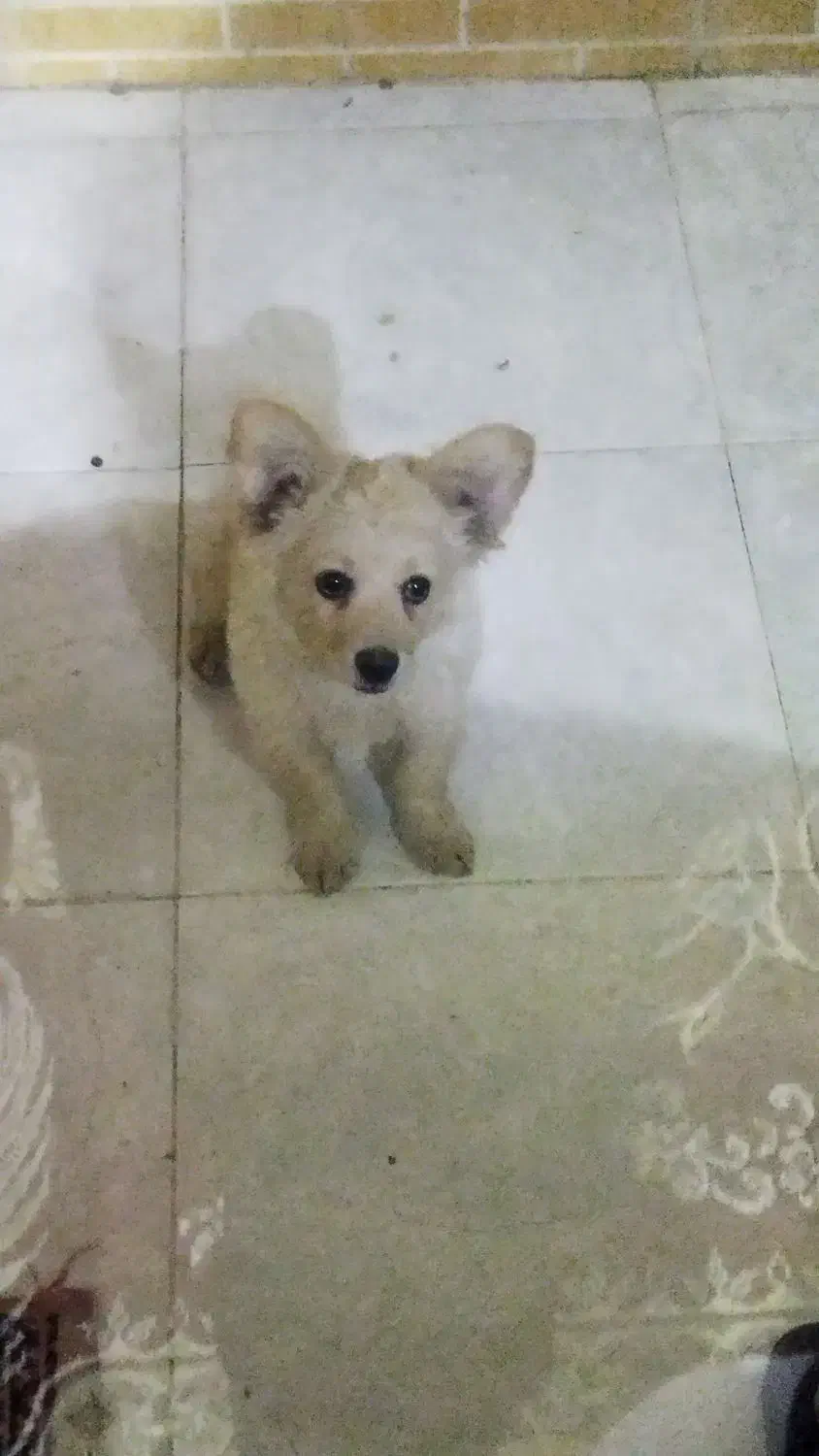 سگ خونگی|سگ|برخوار, |دیوار