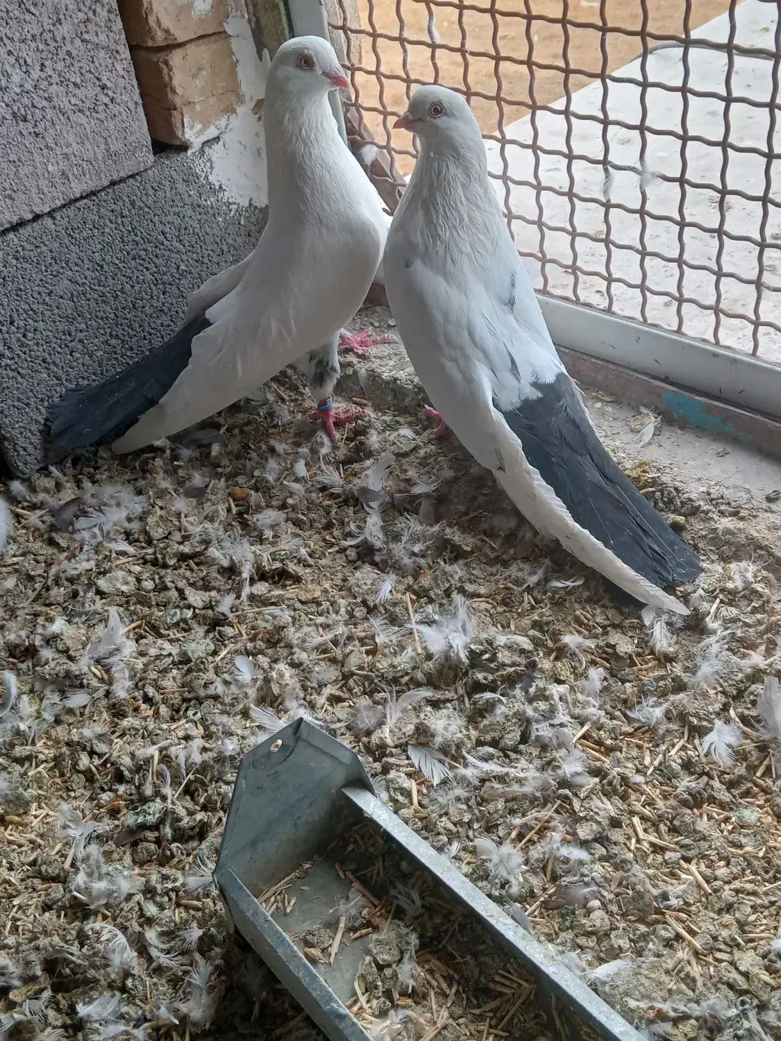 کبوتر تکدم|پرنده|لالجین, |دیوار