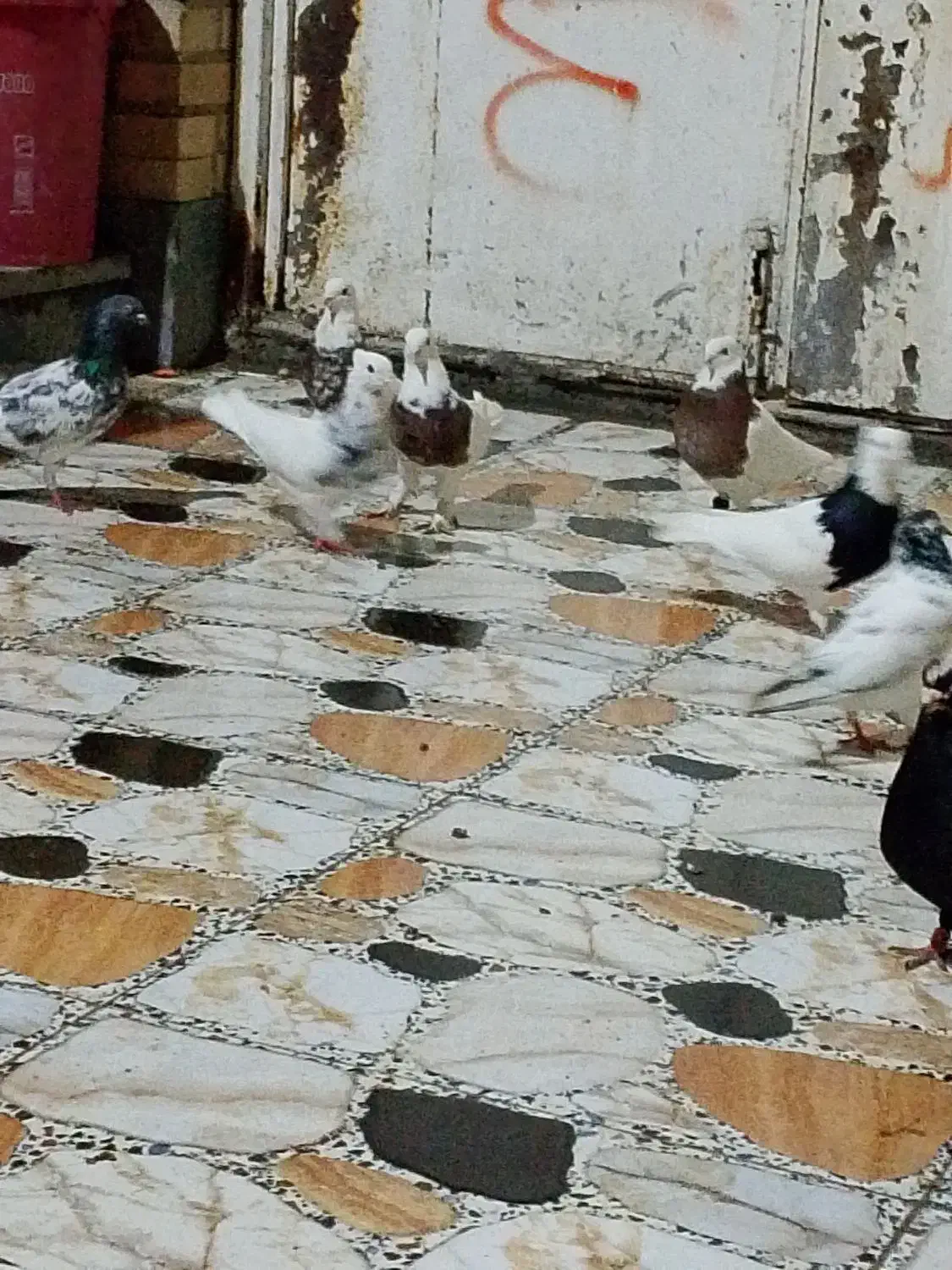 6طوقی نر|پرنده|بندر امام خمینی, |دیوار