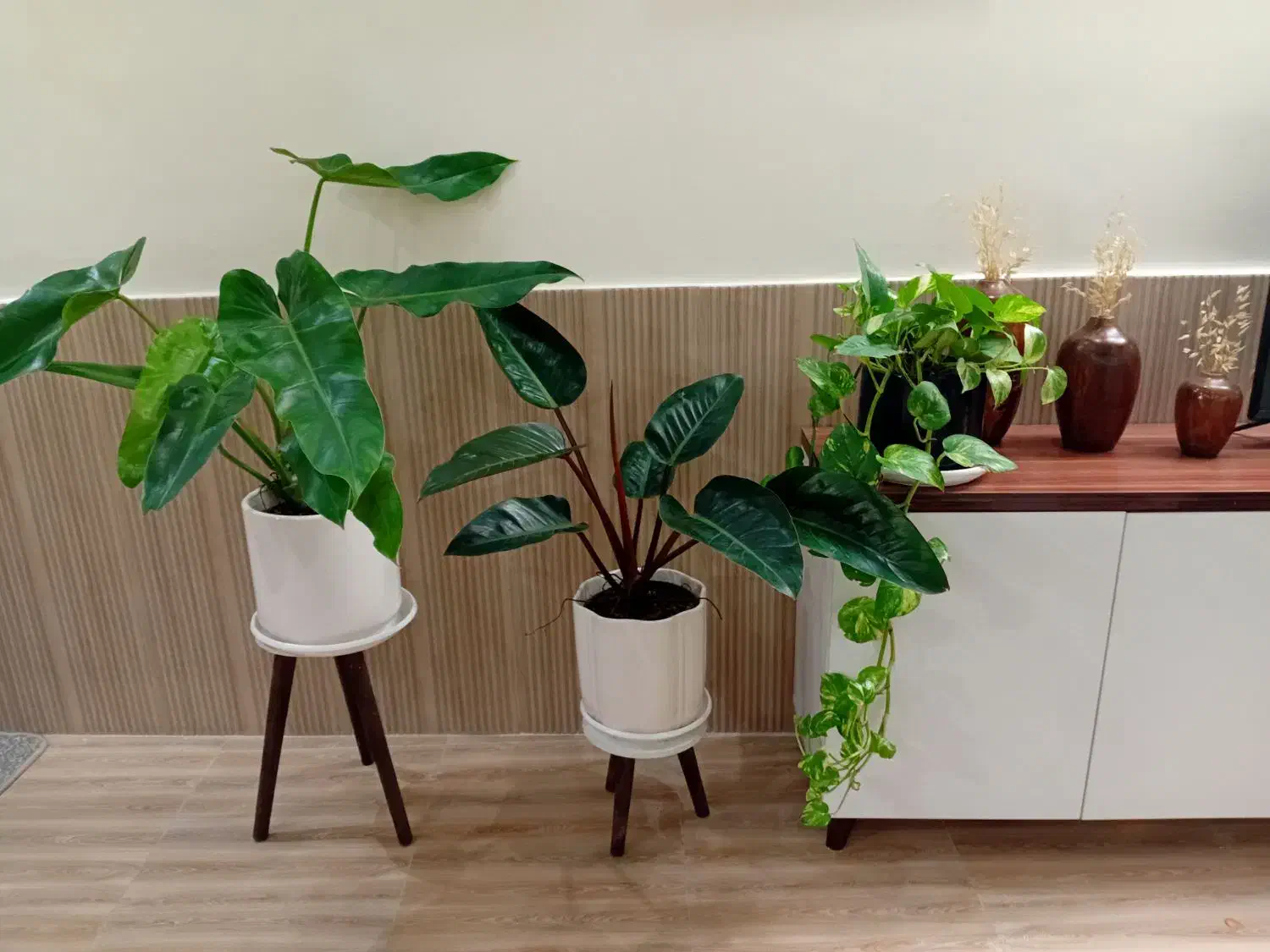 گل آپارتمانی گیاه فیلندرون با گلدان سرامیکی|گل و گیاه طبیعی|قدس, شهرقدس|دیوار