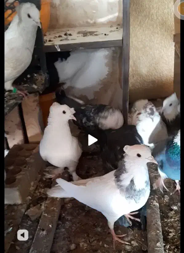 پرنده|پرنده|فولادشهر, B6|دیوار