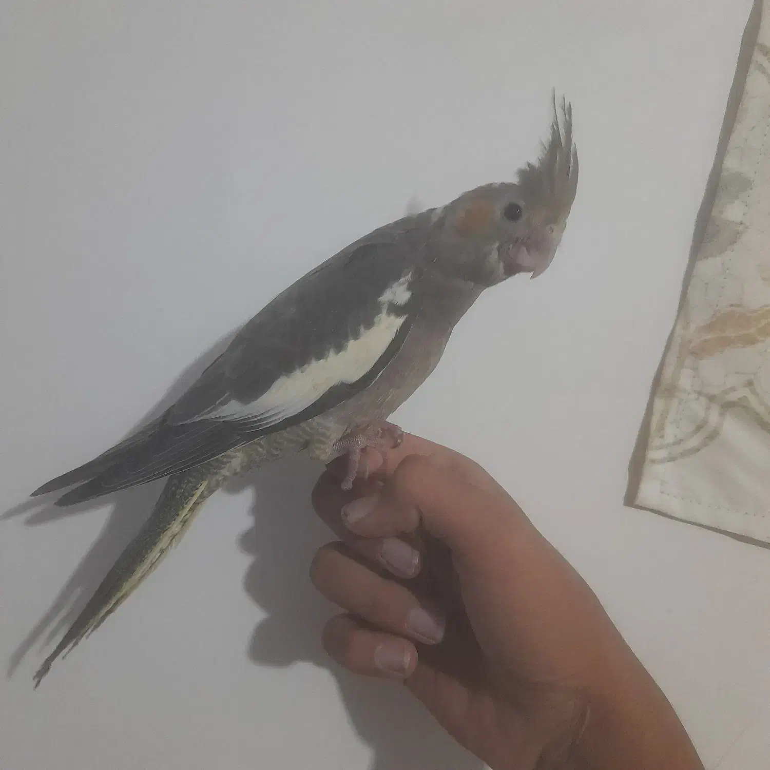 عروس هلندی دستی|پرنده|اصفهان, منتظرالمهدی|دیوار