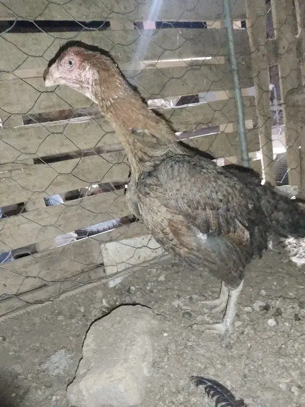 مرغ لاری اصیل|حیوانات مزرعه|خواف, |دیوار