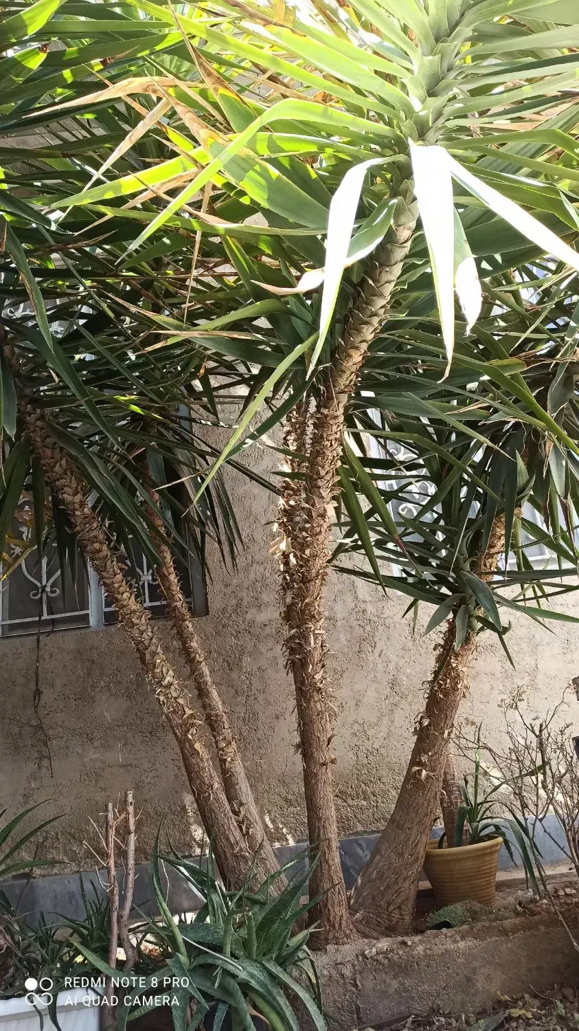 یوکا تنه دار ۵ شاخه بلندی ۳متر|گل و گیاه طبیعی|شیراز, شاپورجان|دیوار