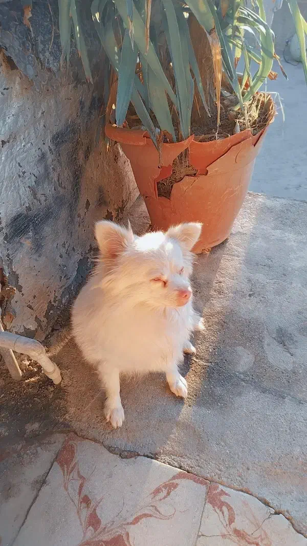 سگ پامر اشپیتز|سگ|گرگان, |دیوار