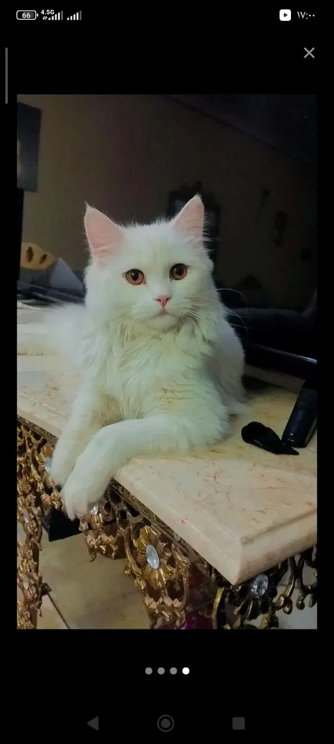 گربه پرشین|گربه|تبریز, |دیوار