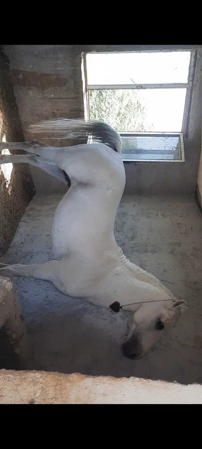 اسب کرد مدارک دار|اسب و تجهیزات اسبسواری|مشگین شهر, |دیوار