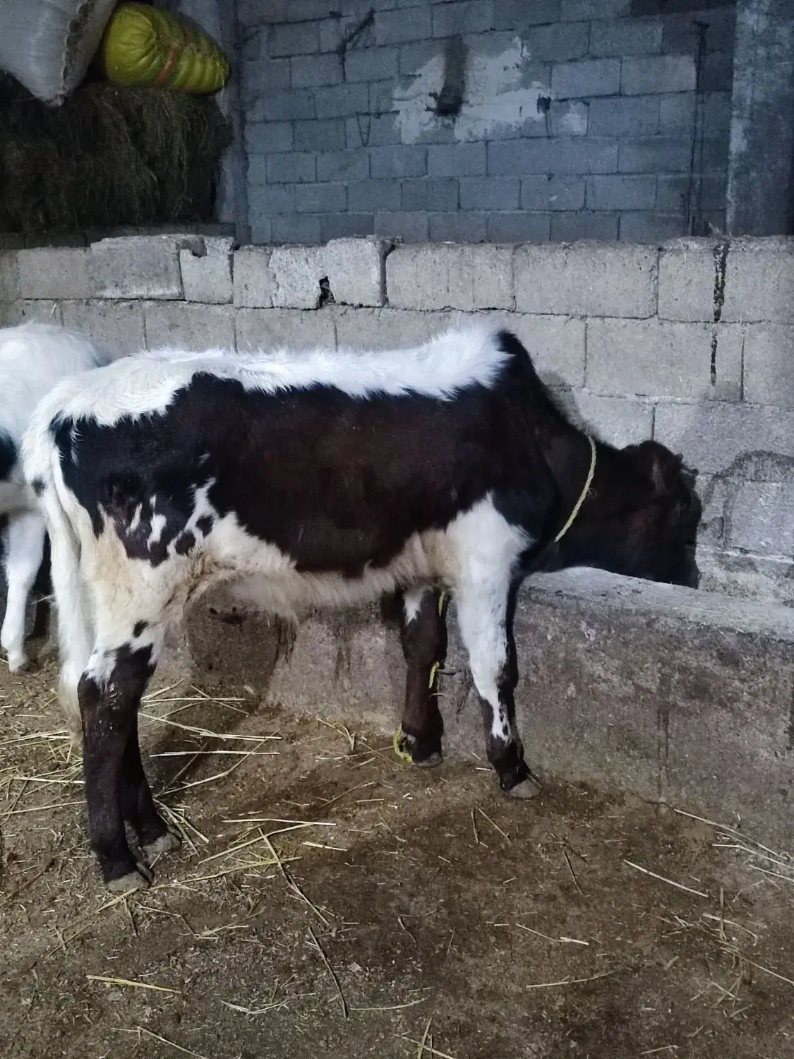 دو تا گوساله نر|حیوانات مزرعه|آستارا, |دیوار