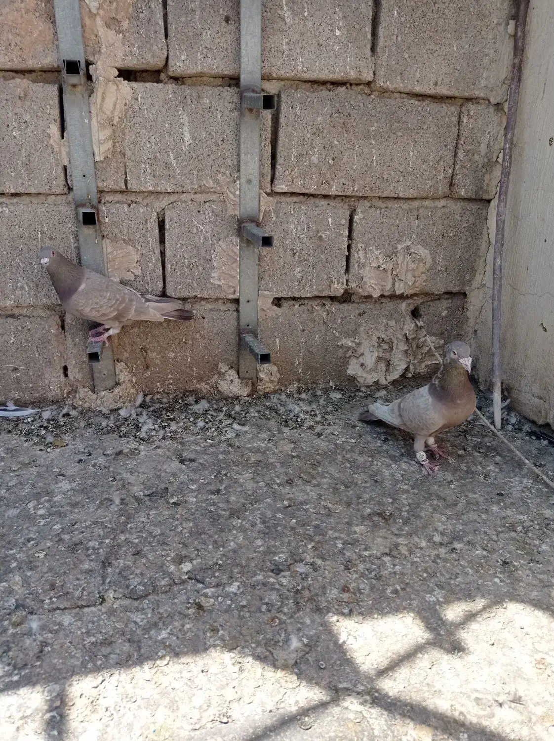 فروش کفتر|پرنده|شیراز, شهرک گلها|دیوار