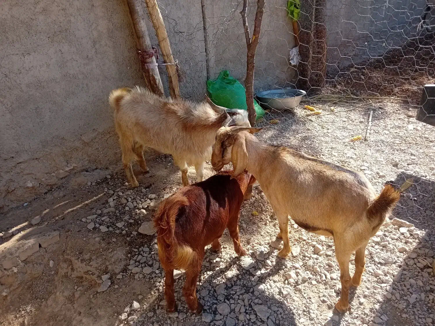 بز داشتی آبستن دوقلو زا|حیوانات مزرعه|کوهدشت, |دیوار