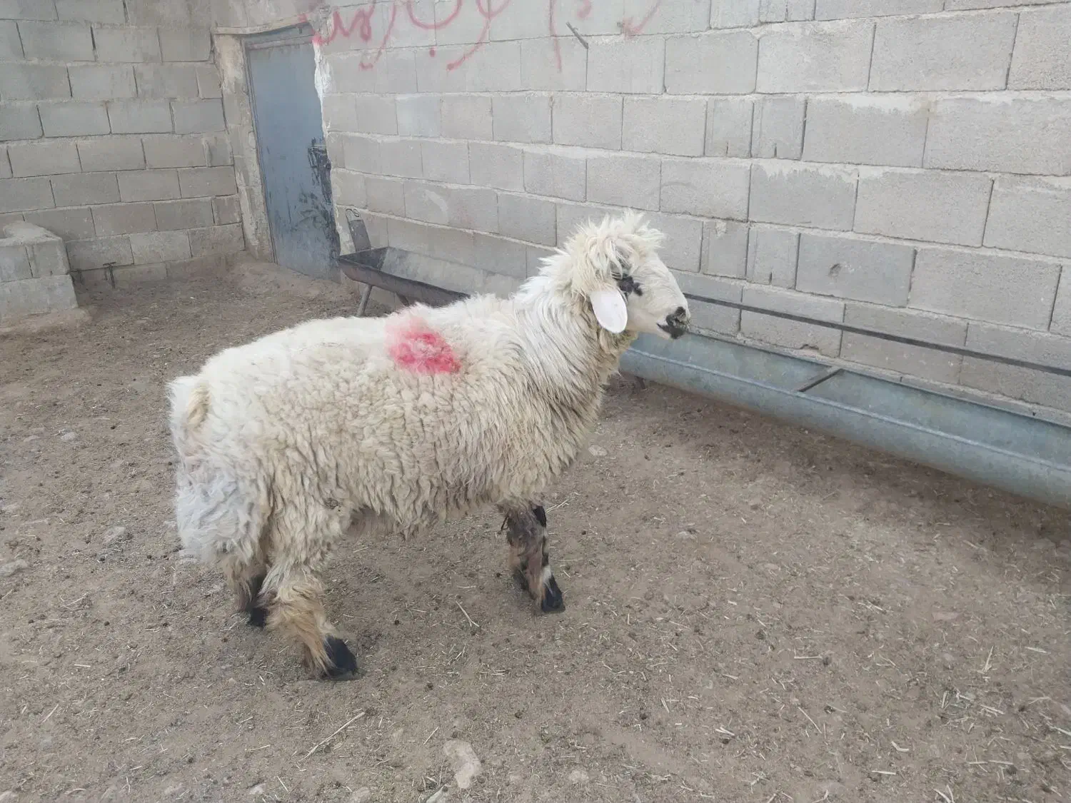 فروشی|حیوانات مزرعه|اقلید, |دیوار