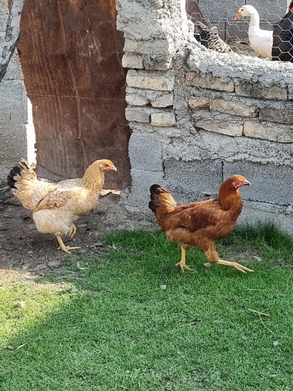 مرغ و خروس و بوقلمون|حیوانات مزرعه|نکا, |دیوار