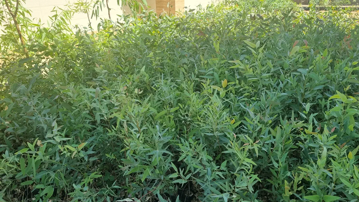 فروش نهال دو ساله اکالیپتوس|گل و گیاه طبیعی|شوش, |دیوار