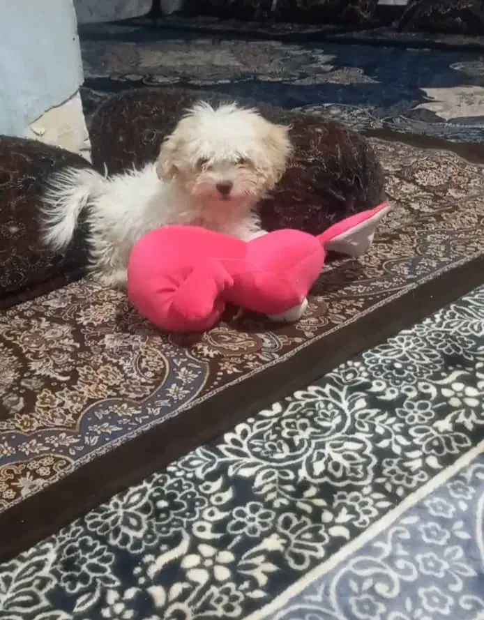 فروش توله سگ ۳ماهه نژادشیتز وتریر|سگ|استهبان, |دیوار