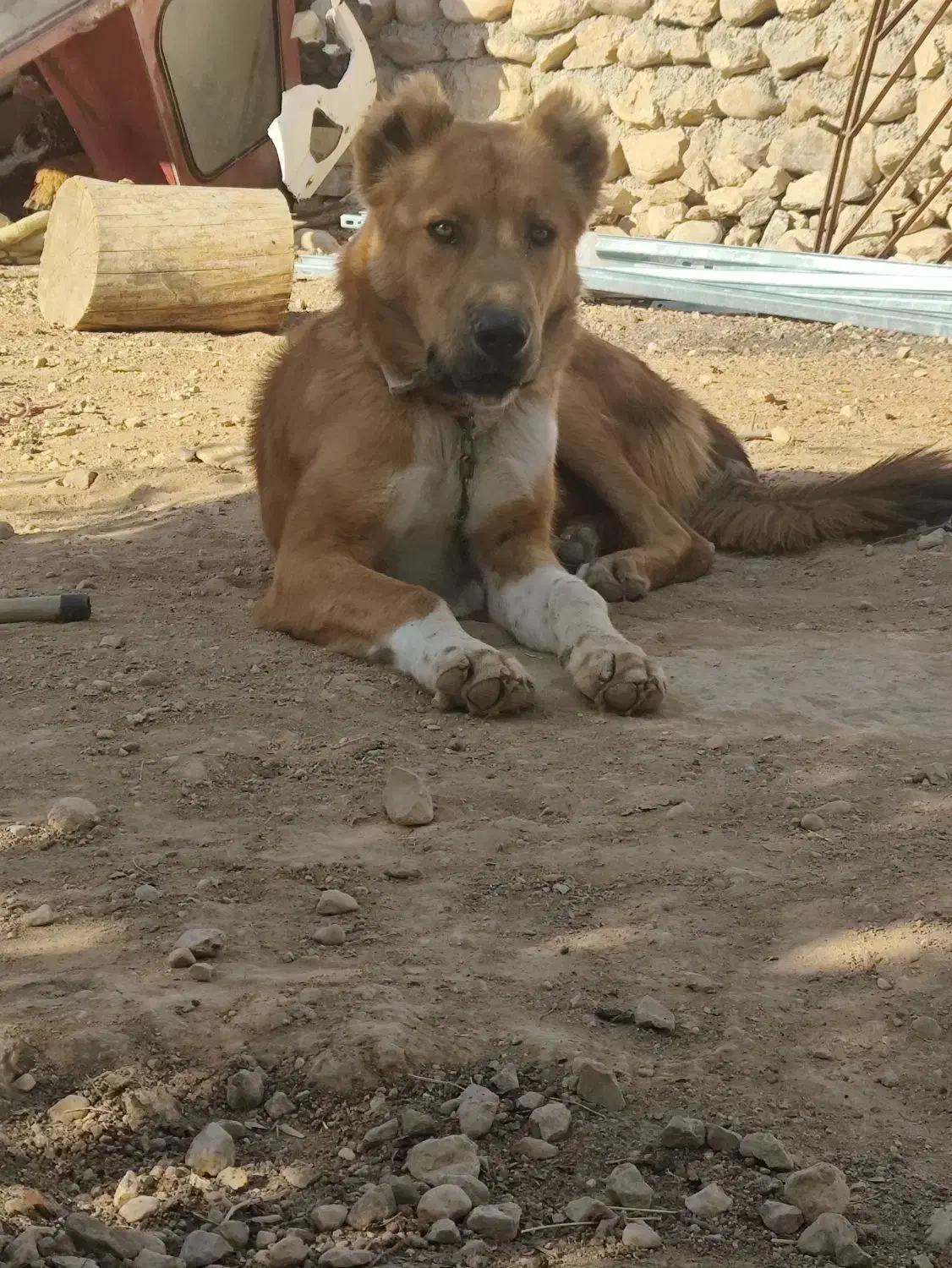 توله سگ|سگ|سملقان, |دیوار