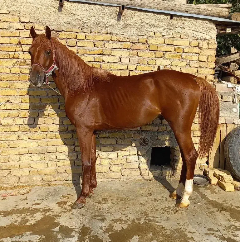 اسب نریان عرب ایرانی جوان فروش فوری|اسب و تجهیزات اسب‌سواری|زنجان, |دیوار