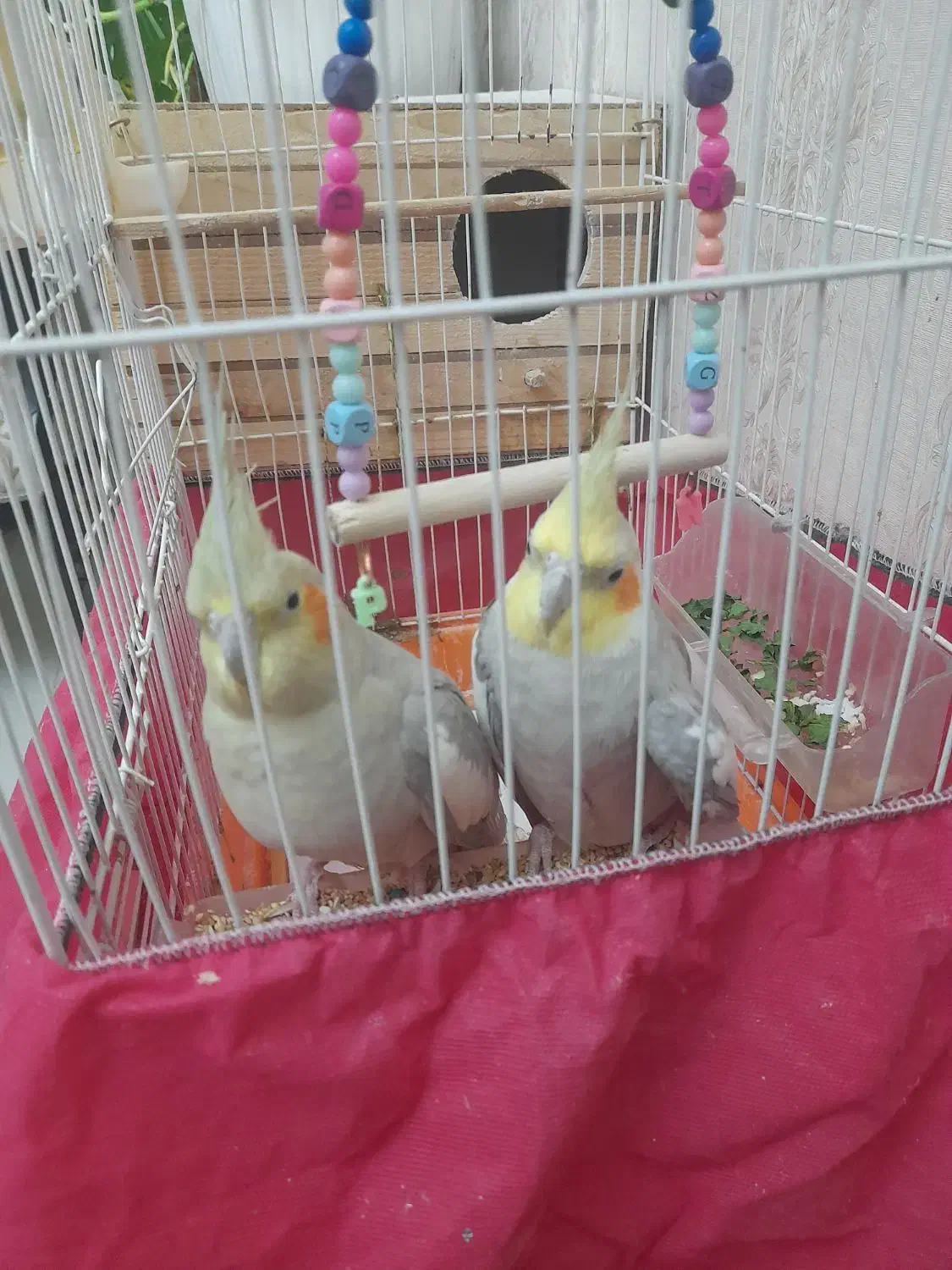 عروس هلندی مولد جفت|پرنده|فردیس, ثابتی|دیوار