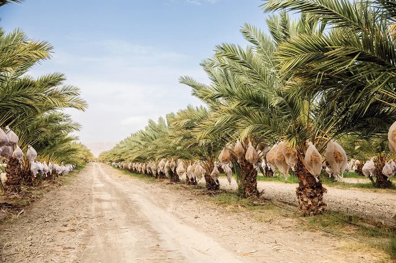 نخل تنه دار اردنی طلایی در سایزهای مختلف|خدمات باغبانی و درختکاری|سمنان, |دیوار