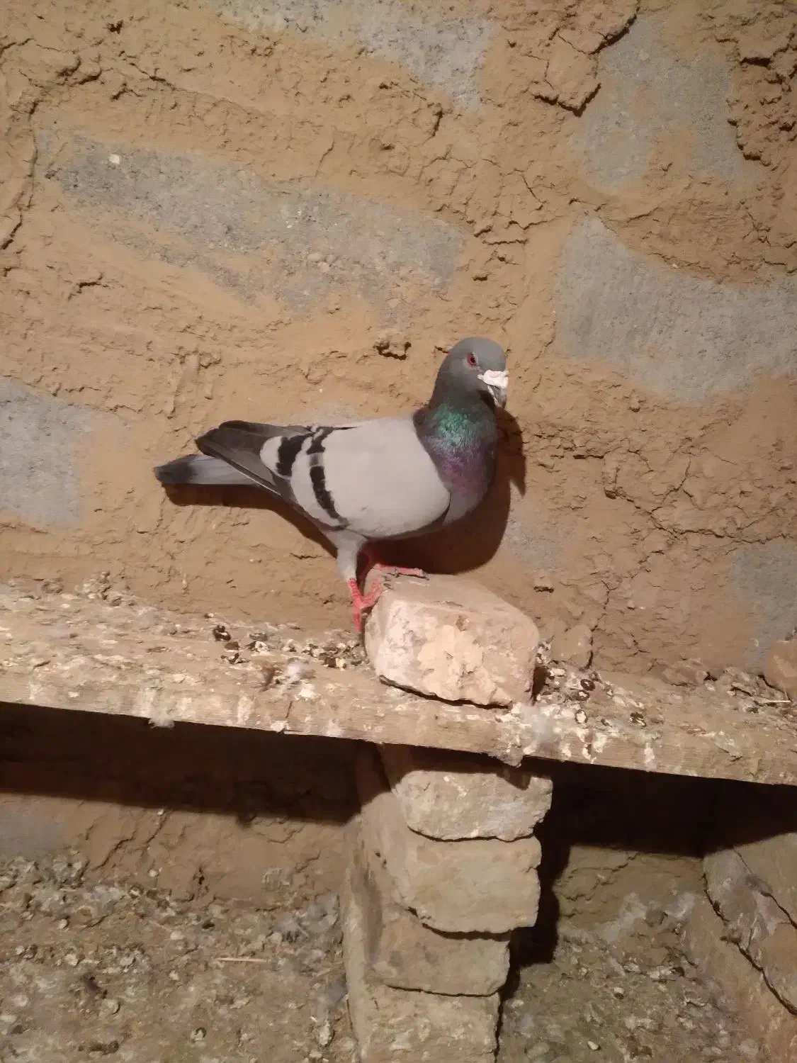 ...|حیوانات|میاندوآب, |دیوار