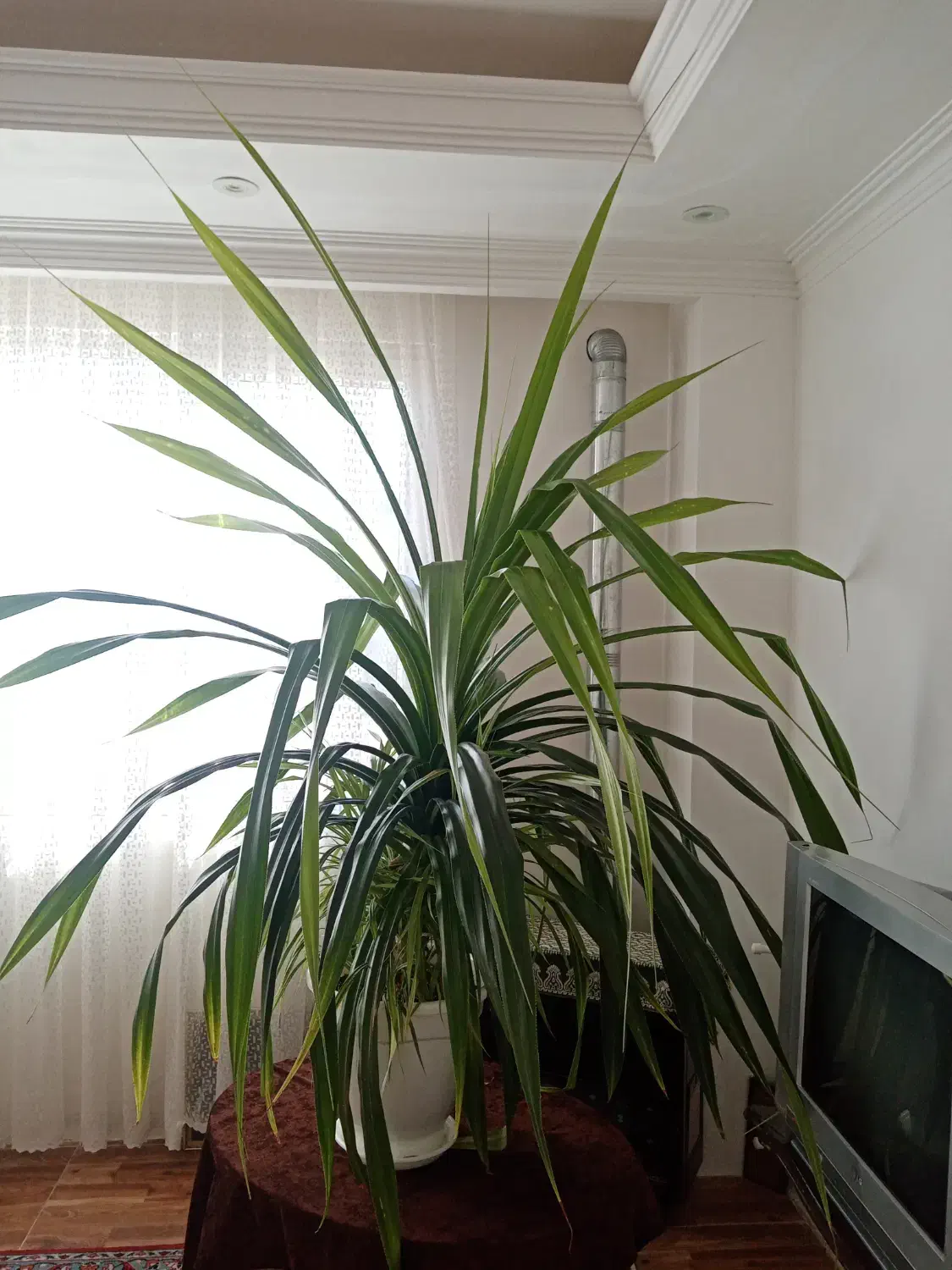 گل پاندانوس، 14ساله،شاداب|گل و گیاه طبیعی|هشتگرد, فاز ۲ مهستان|دیوار