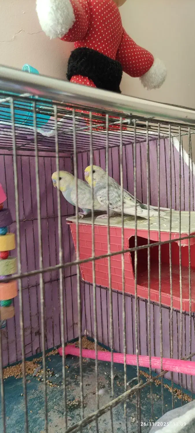 یک جفت مرغ عشق با قفس و تمام وسایل|پرنده|گلبهار, شهر جدید گلبهار|دیوار