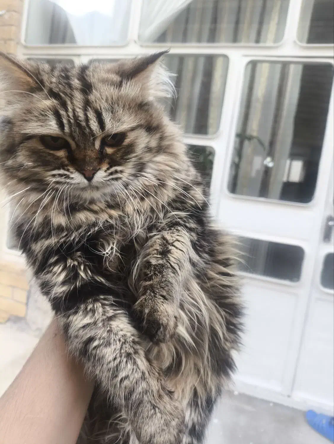 گربه پرشین نر|گربه|مراغه, |دیوار