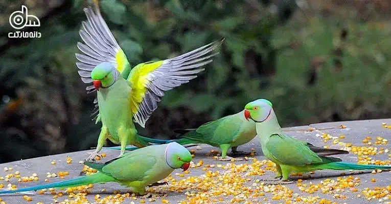 پرنده ملنگو|پرنده|املش, |دیوار