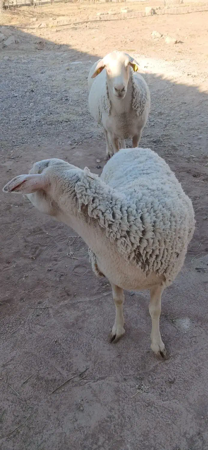 ۲راس،میش لاکن|حیوانات مزرعه|کرمان, |دیوار