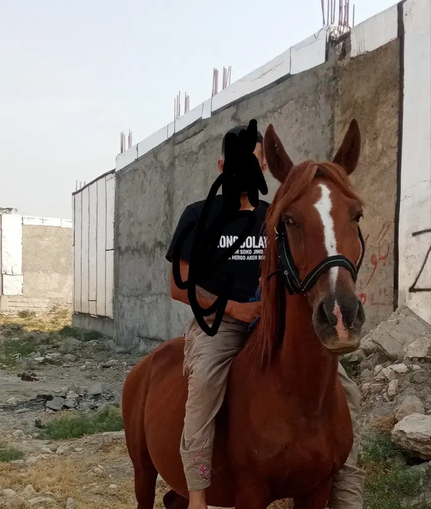 مادیان گم شده|حیوانات|ایذه, |دیوار