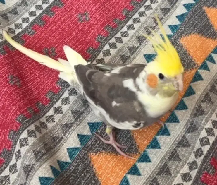 عروسی هلندی گم شده|حیوانات|یزد, |دیوار