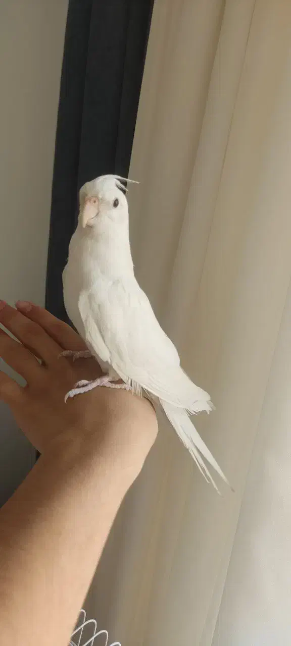 عروس آلبینو|پرنده|تهران, دولاب|دیوار