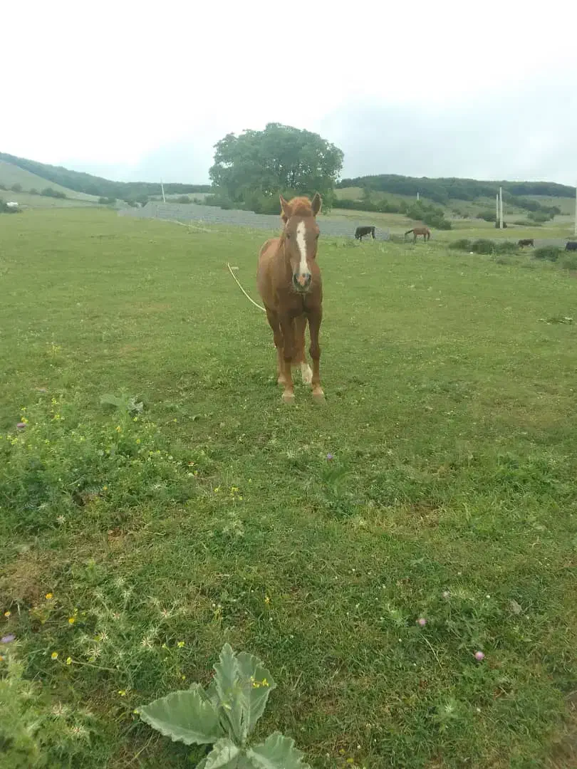 اسب|اسب و تجهیزات اسبسواری|کلاردشت, |دیوار