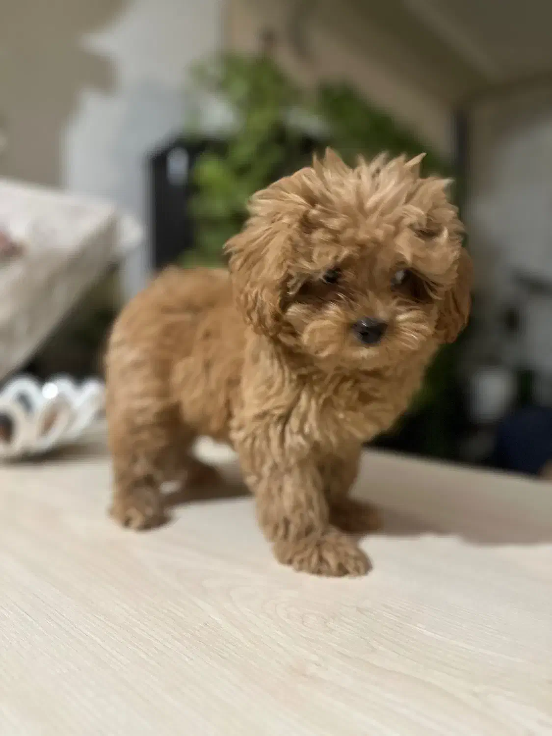 پودل|سگ|تنکابن, |دیوار