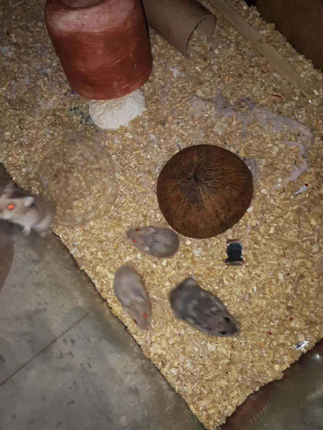 همستر مینیاتوری گلد طلایی|موش و خرگوش|محمدشهر, علی آباد گونه|دیوار