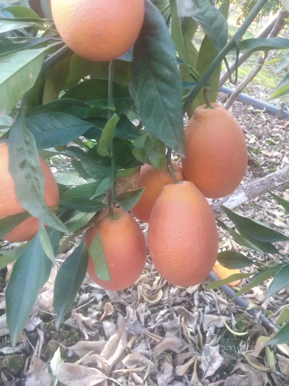 فروش 15 تُن پرتقال خونی موزی انباری|حراج|قائمشهر, |دیوار