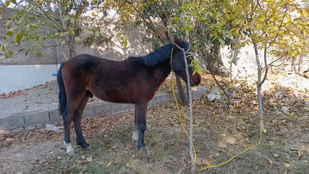 کره اسب نژاد کرد نریون|اسب و تجهیزات اسب‌سواری|هشتگرد, هیو|دیوار