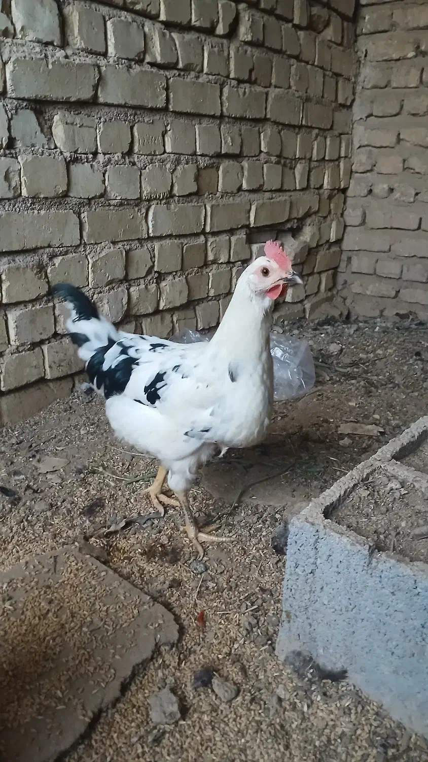 مرغ گلین|حیوانات مزرعه|برخوار, |دیوار