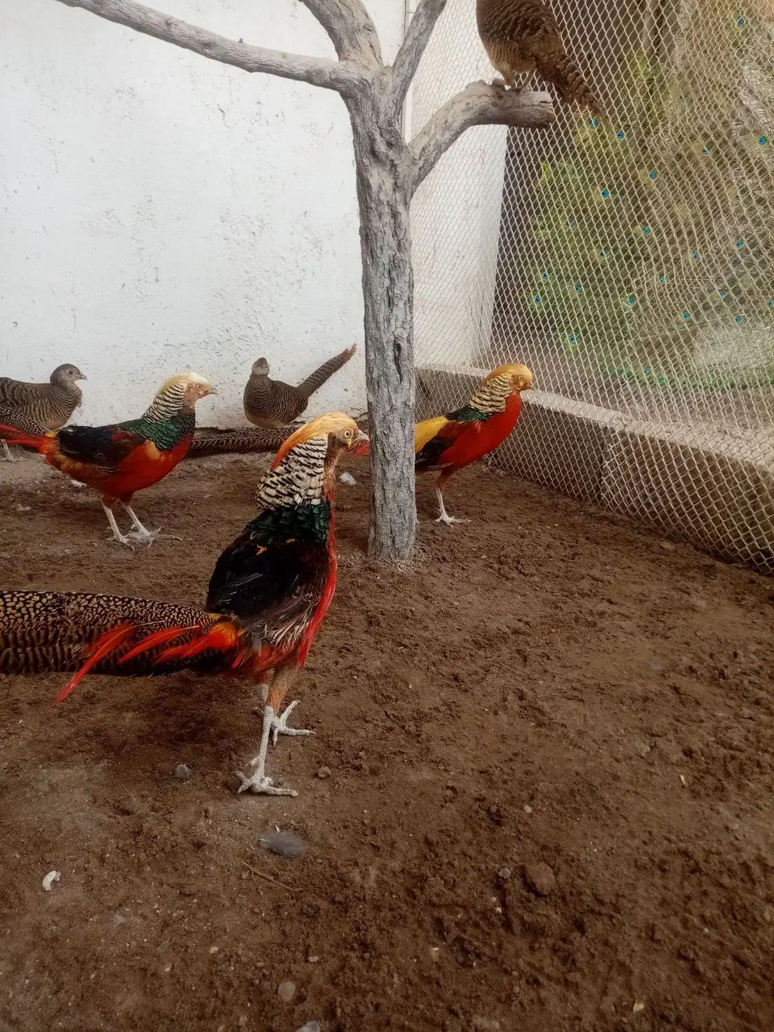 جوجه طاووس|پرنده|مشهد, هدایت|دیوار